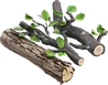 Fresh wood