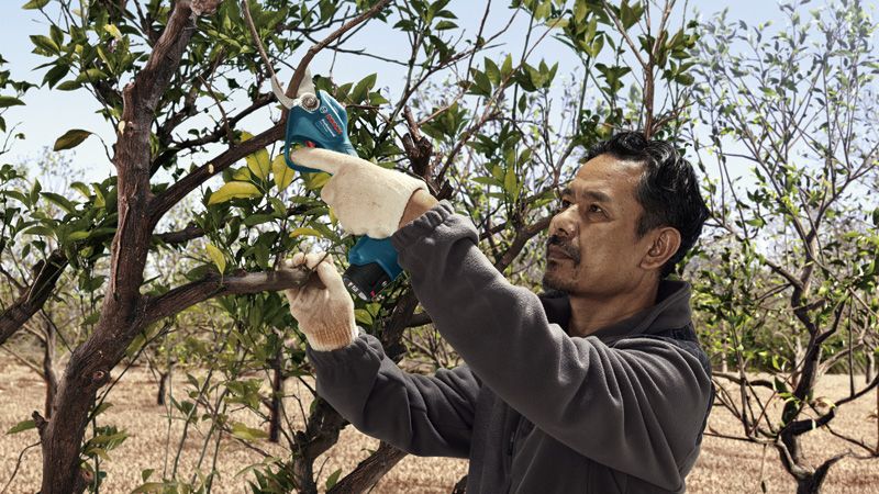 A person wearing safety equipment prunes a tree branch with a cordless secateur.